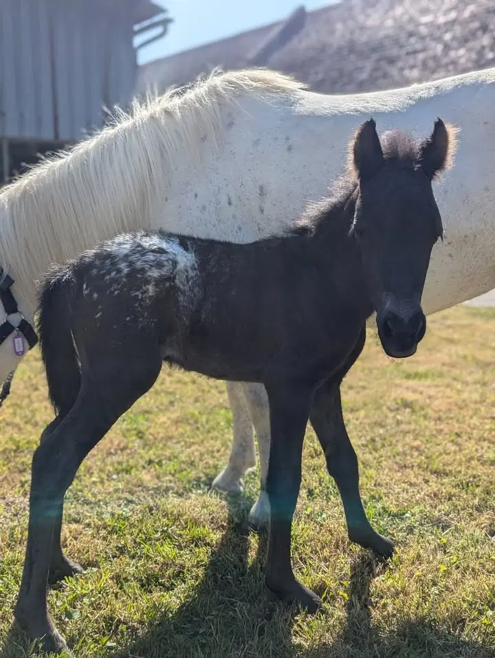 Image de la publication Facebook