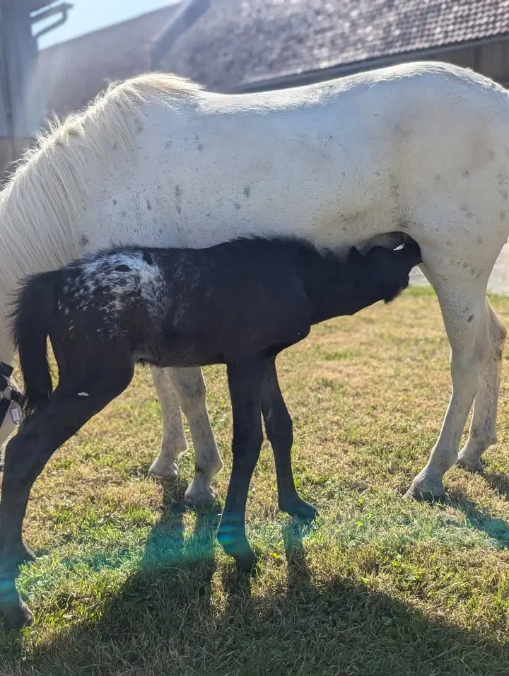 Image de la publication Facebook