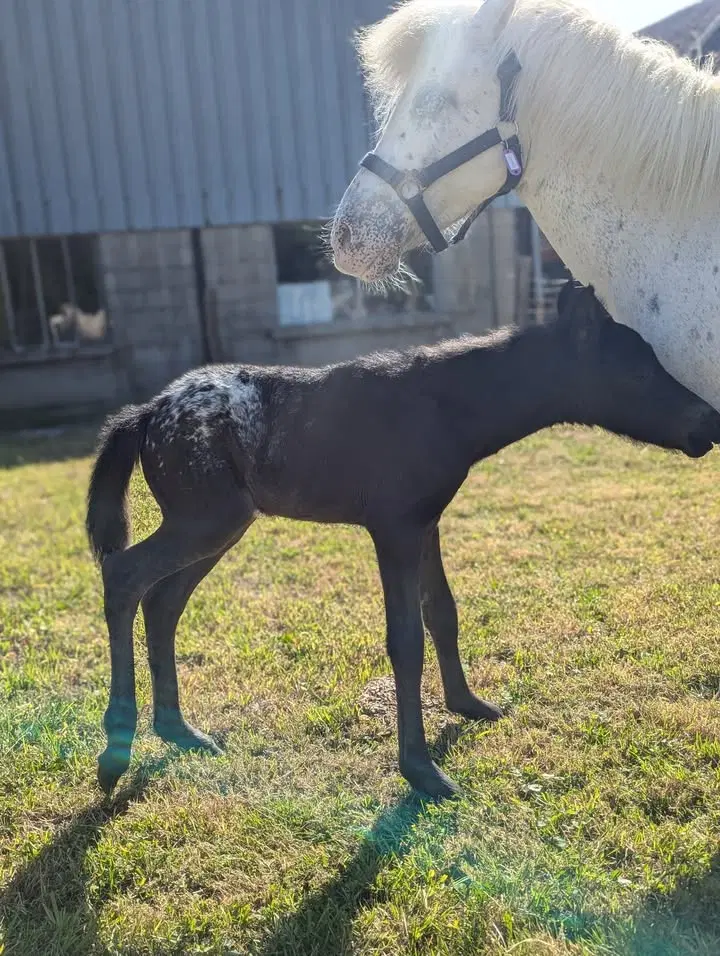 Image de la publication Facebook