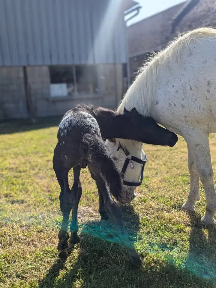 Image de la publication Facebook