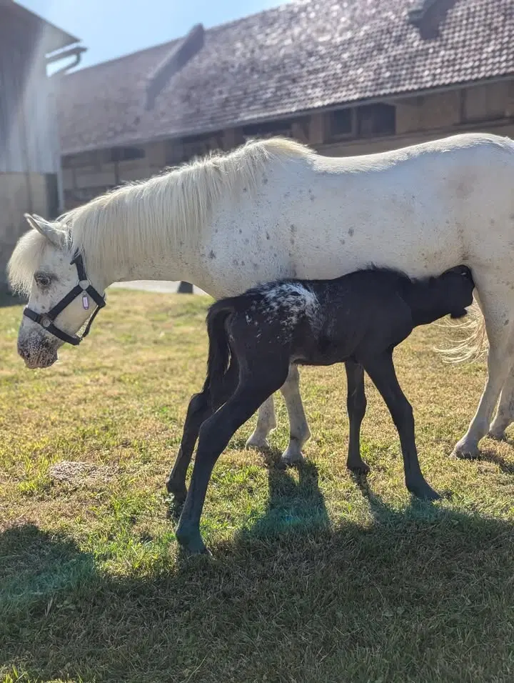 Image de la publication Facebook