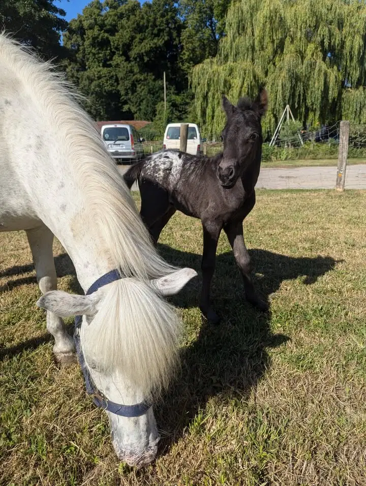 Image de la publication Facebook